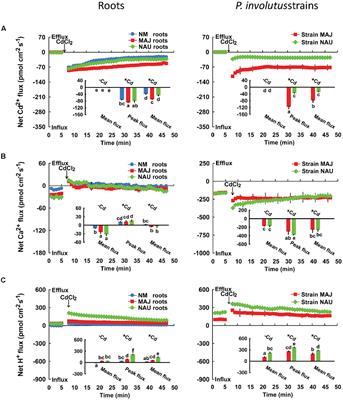 Paxillus involutus-Facilitated Cd2+ Influx through Plasma Membrane Ca2+-Permeable Channels Is Stimulated by H2O2 and H+-ATPase in Ectomycorrhizal Populus × canescens under Cadmium Stress